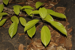 Premna coriacea